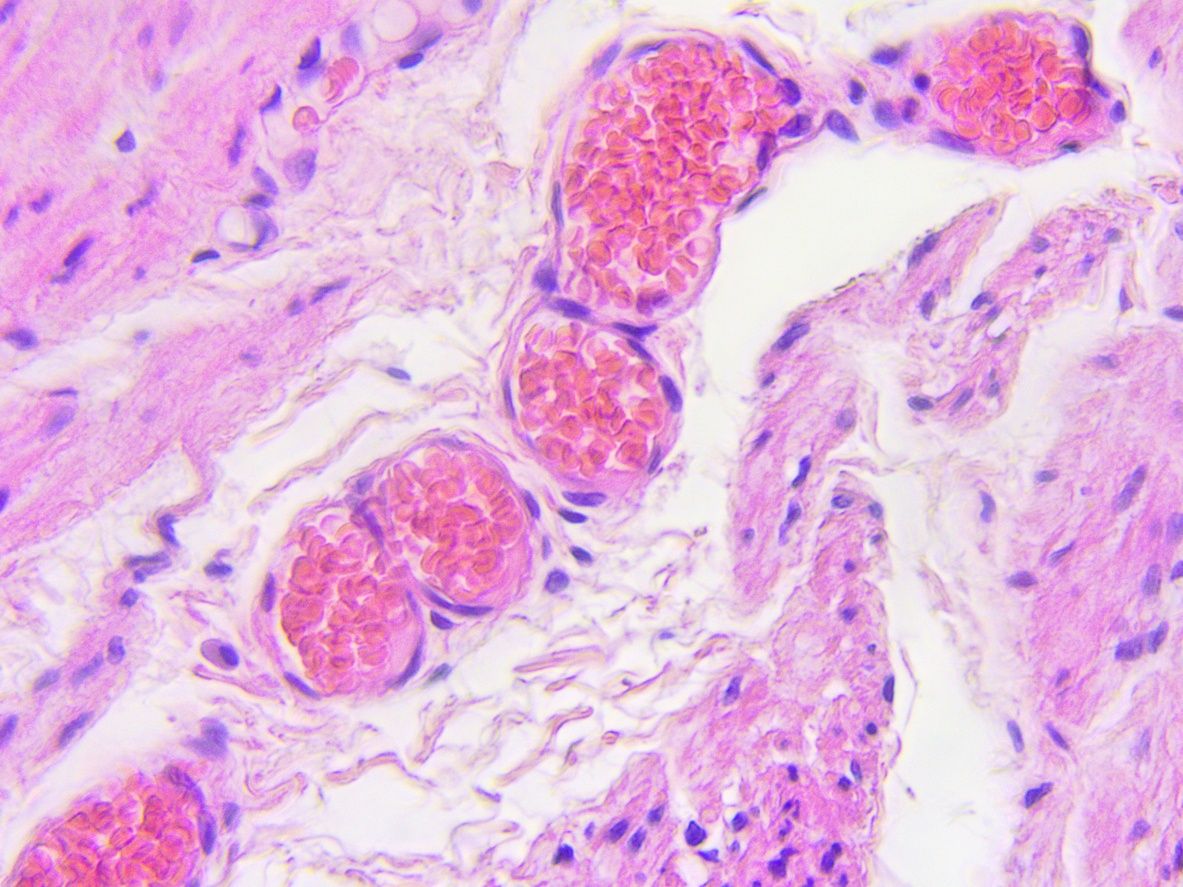 Regenerative medicine: a record year?