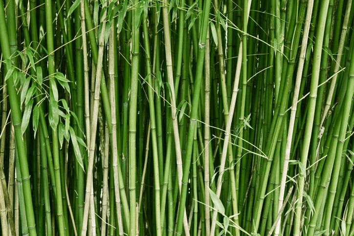 What’s Causing a Rise in Seed-Stage Valuations?
