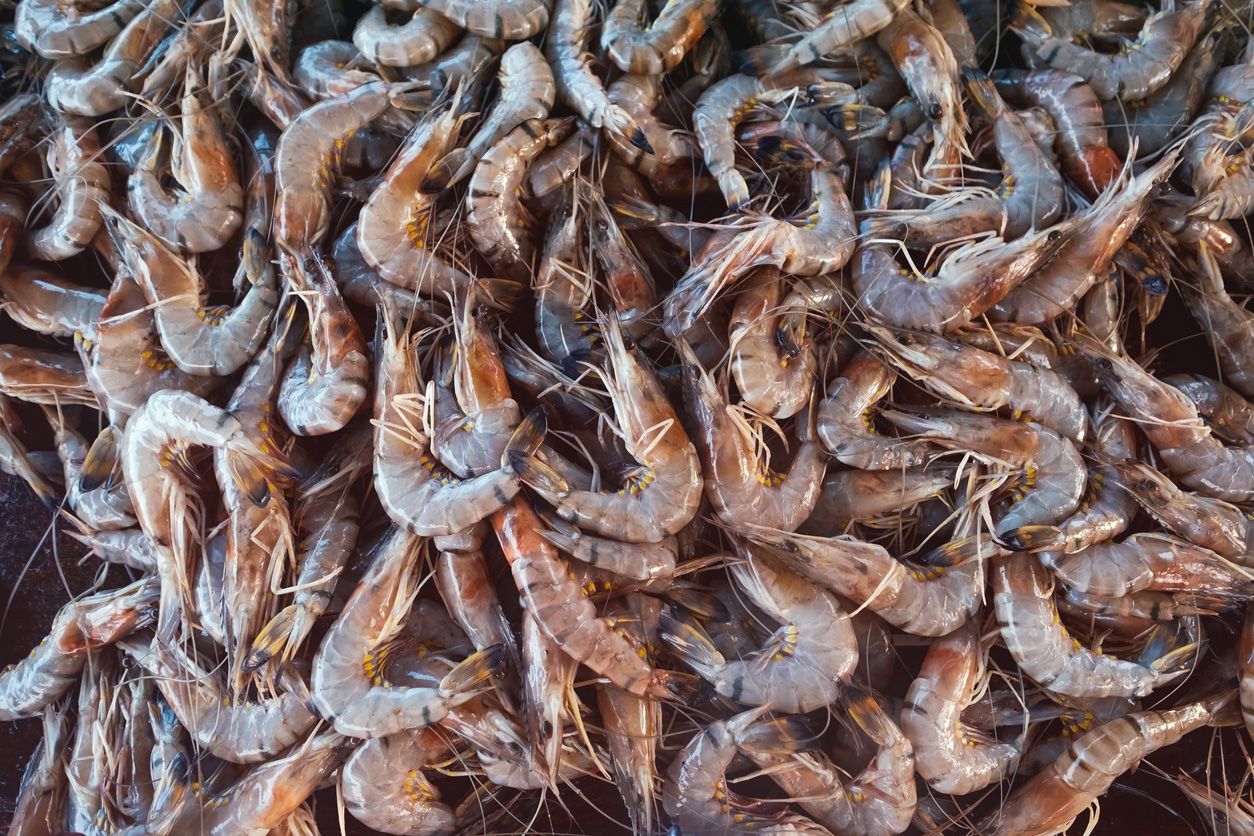 Great British Prawns