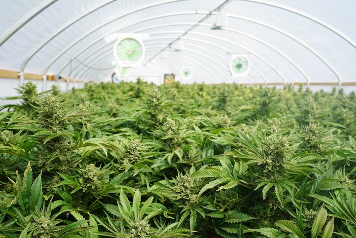 Growing Interest In UK Cannabis Startups