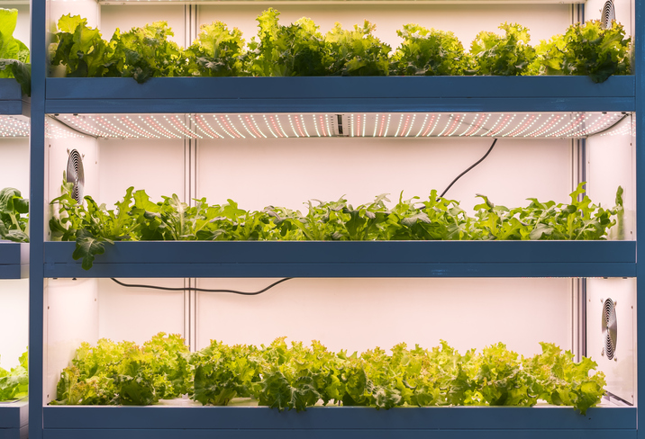 Urban farming in the UK