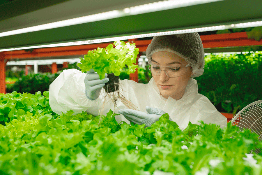 hydroponic farming